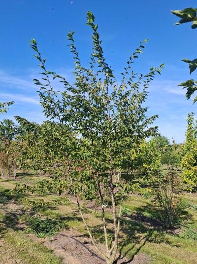 Gemeine Hopfenbuche / Ostrya carpinifolia