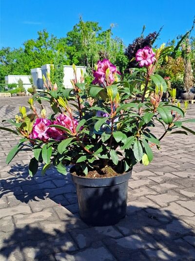 Rhododendron 'Hans Hachmann' - Rhododendron Hybride 'Hans Hachmann ®' -R-EU-S-