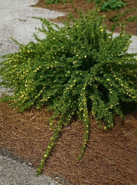 Zwerg-Erbsenstrauch / Zwerg-Erbsenstrauch