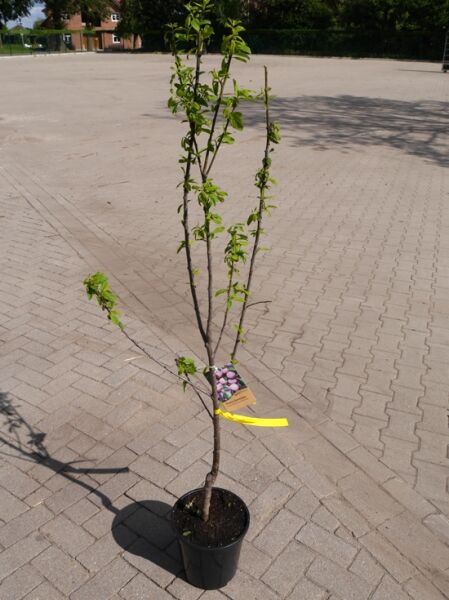 Prunus domestica 'President' / Pflaume 'President' 100-125 cm C5, junger Pflaumenbaum im Topf mit grünen Blättern.