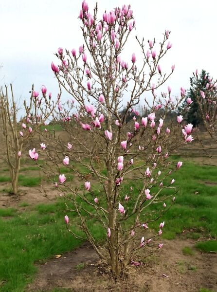 Magnolia soulangiana (Tulpen-Magnolie) Solitär 250–300 cm, mehrstämmig, mit rosa Blütenknospen und offenen Blüten
