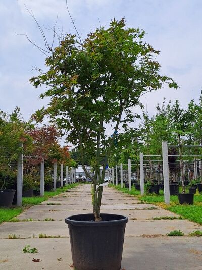 Japanischer Ahorn Acer palmatum 'Osakazuki', mehrstämmig 250–275 cm, im Container, mit grünem, gelapptem Laub.