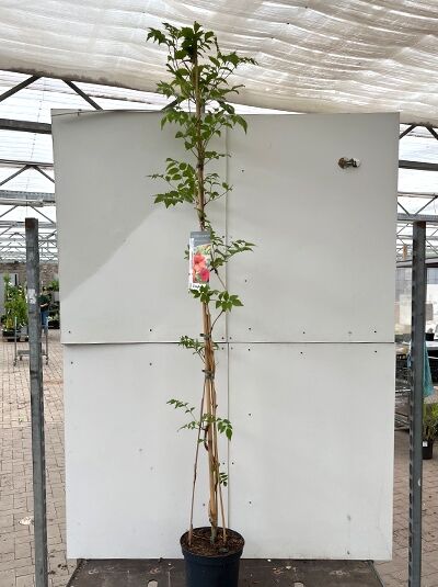 Chinesische Trompetenblume - Campsis grandiflora