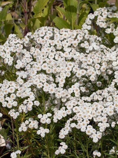Achillea ptarmica 'Petticoat' / Bertrams-Garbe 'Petticoat' mit vielen kleinen, weißen, gefüllten Blüten in Dolden.