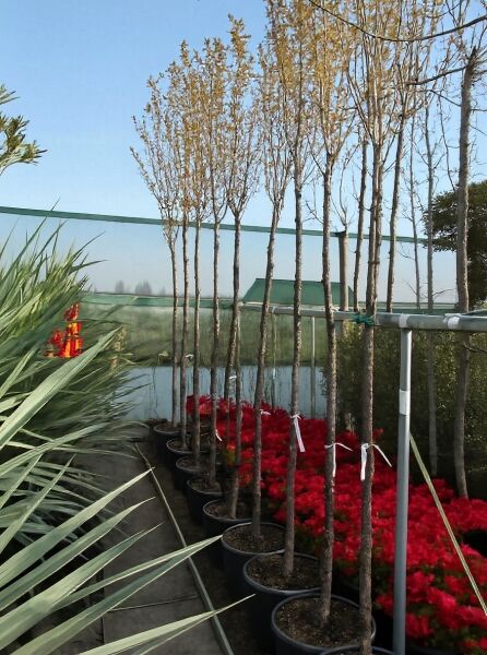 Prunus x hillieri 'Spire' / Zierkirsche 'Spire' Hochstamm 10-12 StU, im Topf mit aufgebauter Krone in Reihe aufgestellt
