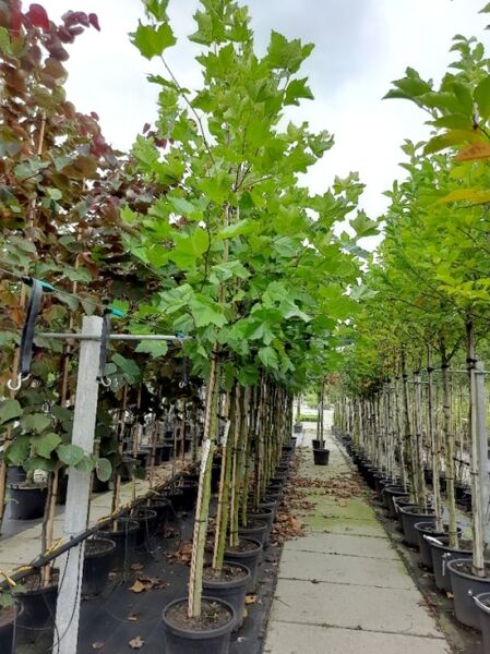 Platanus hispanica / Ahornblättrige Platane Hochstamm 12-14 StU im Container, junger Baum mit grünem Laub im Topf