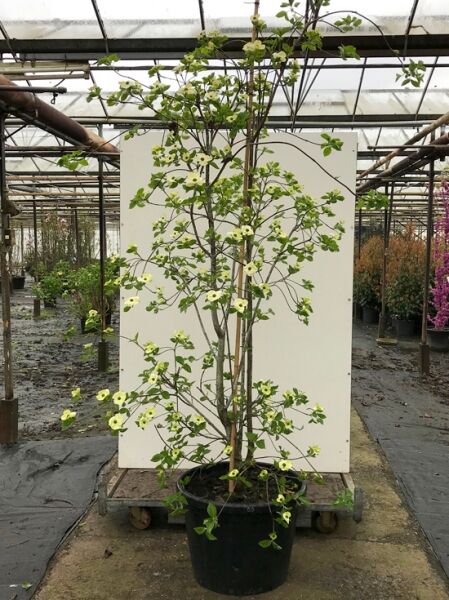 Nuttalls Blüten-Hartriegel Cornus nuttallii 'Eddie's White Wonder' 200-250 cm C50 im Topf, mehrstämmig, mit weißen Blüten und grünen Blättern