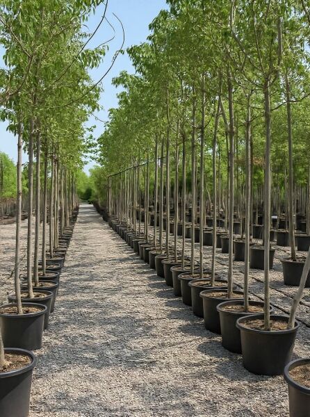 Celtis australis (Südlicher Zürgelbaum) Hochstamm 12-14 StU im Container, gerade Stämme, grüne Krone in Baumschule-Reihen.