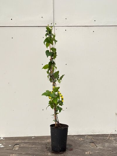 Clematis 'Barbara Jackman' (Waldrebe) 60–100 cm im C2-Topf, aufgebunden an Rankhilfe mit grünen Blättern.