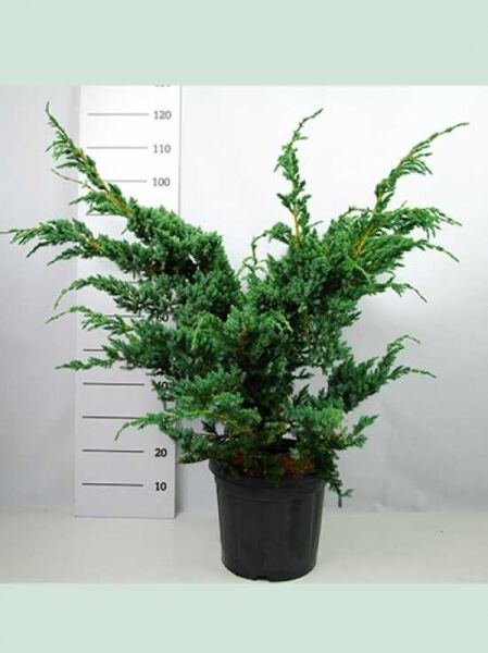 Juniperus squamata 'Meyeri' / Blauzeder-Wacholder 'Meyeri', immergrüner Wacholder im Topf, 60-80 cm, C20