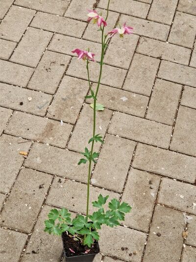 Kurzspornige Akelei (Aquilegia vulgaris) 'Nora Barlow' P9 im Topf, aufrechter Stiel mit rosa Blüten und grünem Laub.