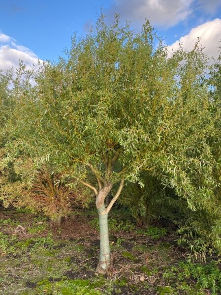 Gold-Korkenzieherweide 'Caradoc' / Gold-Korkenzieherweide 'Caradoc'