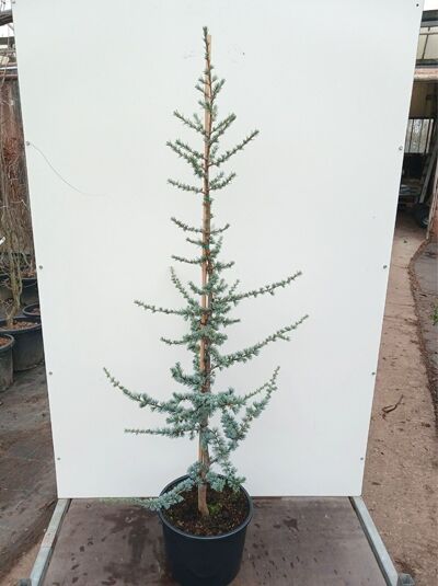 Blaue Libanon-Zeder / Cedrus libani 'Glauca'