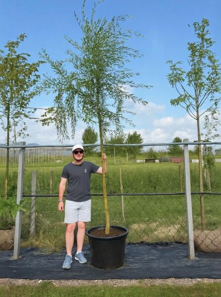 Salix alba (Silber-Weide/Weiß-Weide) Hochstamm 16-18 StU im Container, schlanker Stamm mit lockerem Kronenaufbau.