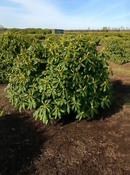 Rhododendron Hybride 'General Eisenhower' (Rhododendron 'General Eisenhower') Solitär, 140–160 cm, dichter grüner Strauch mit Knospen