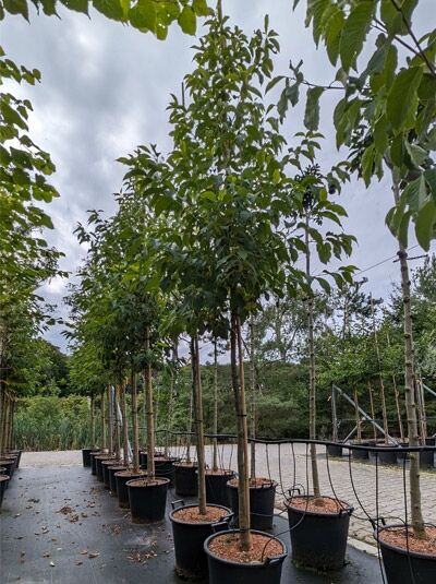 Berg-Schneeglöckchenbaum  / Berg-Schneeglöckchenbaum 