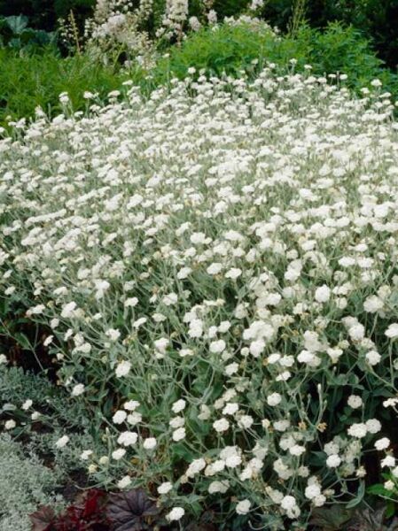 Lychnis coronaria 'Alba' (Weiße Licht-Nelke/Samt-Nelke) mit vielen weißen Blüten an silbrig-grauen Stängeln und Blättern