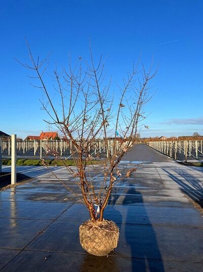 Acer griseum (Zimt-Ahorn) Solitär 250–300 cm mit Drahtballen, mehrstämmiger laubloser Baum im Freiland mit Wurzelballen