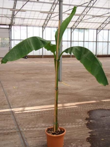 Musa basjoo (Japanische Faserbanane), Winterharte Banane 80-100 cm C15 im Topf mit grünen, großen Blättern