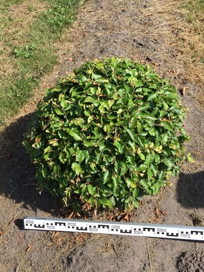Rotbuche (Fagus sylvatica) 'Kugel' als kugelförmiger Strauch mit grünem Laub, 70–80 cm, mit Drahtballen (m. Db.)
