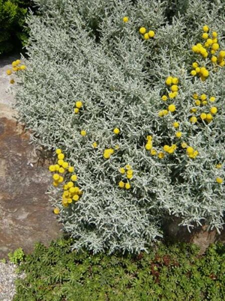 Santolina chamaecyparissus / Heiligenkraut
