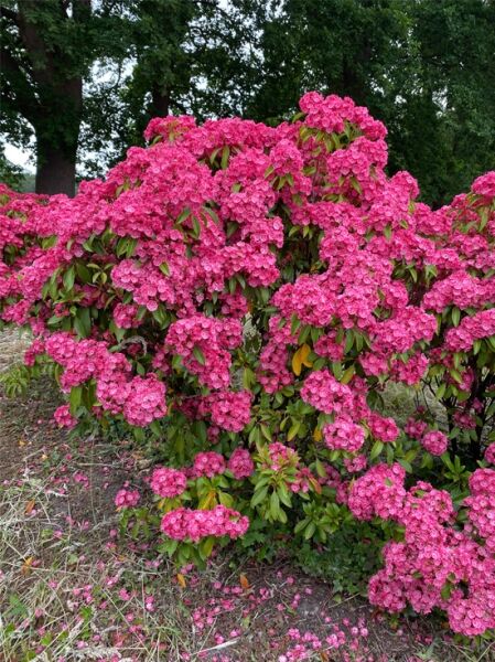 Kalmia latifolia 'Pink Charm' (Lorbeerrose/Berglorbeer) als Solitärstrauch mit dichten pinken Blütendolden und grünen Blättern