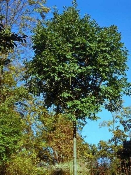 Fraxinus ornus 'Arie Peters' / Blumen-Esche 'Arie Peters'