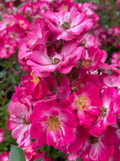 Bodendeckerrose 'Lupo' (Rosa 'Lupo') mit leuchtend pinkfarbenen, halbgefüllten Blüten in Büscheln und gelben Staubgefäßen
