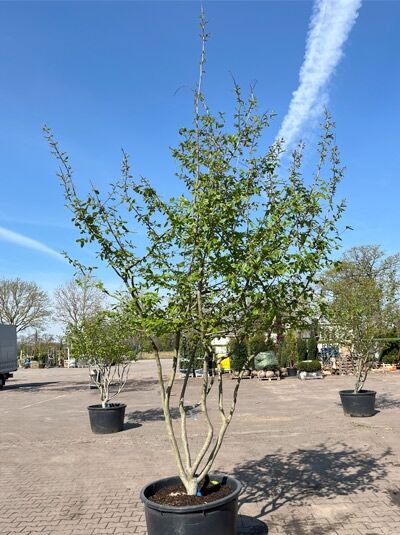 Eisenholzbaum / Parrotie 300 - 325 cm / Parrotia persica mehrstämmige Schirmform' (876032)