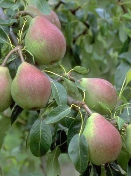 Birne 'Clapps Liebling' (Pyrus communis 'Clapps Favourite') mit mehreren rot-grünen Birnen am Zweig mit grünen Blättern.