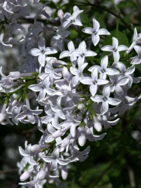 Syringa persica / Persischer Flieder