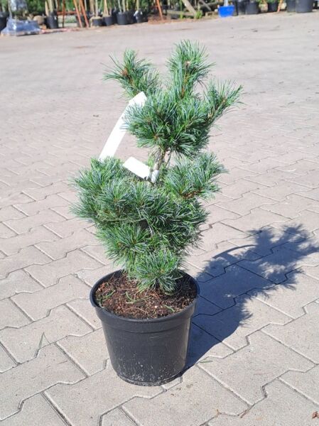 Zwerg-Mädchen-Kiefer 'Schoon's Bonsai' / Zwerg-Mädchen-Kiefer 'Schoon's Bonsai'