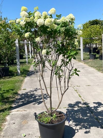 Limonenfarbene Rispen-Hortensie 'Schirmform' / Hydrangea paniculata 'Limelight ®' (876342)