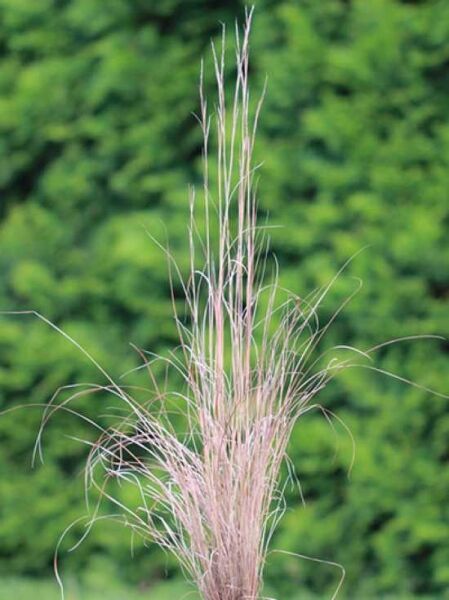 Prärie-Besengras / Schizachyrium (Andropogon) scoparium