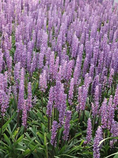 Liriope muscari 'Moneymaker' (Glöckchentraube/Lilientraube) mit violetten Blütenähren und schmalen, grünen Blättern