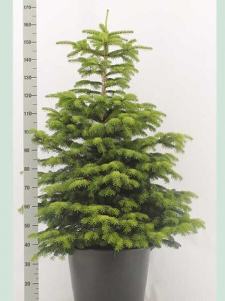 Nordmanns-Tanne (Abies nordmanniana) im Container C50, ca. 125–150 cm, dicht benadelt mit pyramidenförmigem Wuchs.