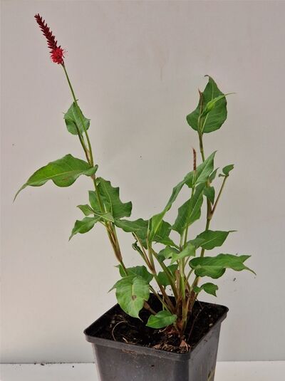 Persicaria amplexicaulis 'Speciosa' / Kerzen-Knöterich 'Speciosa' P9 im Topf mit grünen Blättern und roten Blütenähren