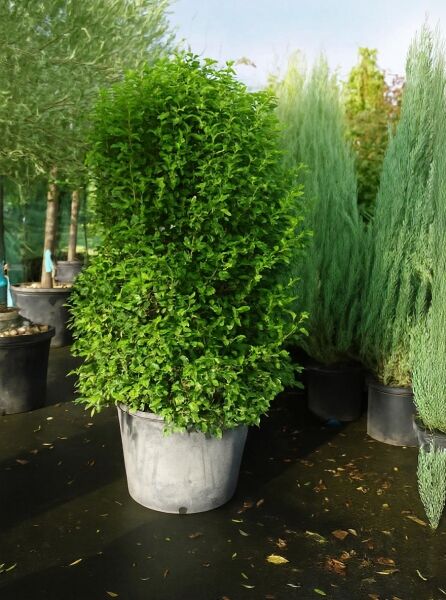 Viburnum tinus 'Eve Price' (Mittelmeer-Schneeball) 175-200 cm C100, immergrüner Strauch im Container mit dichtem Laub