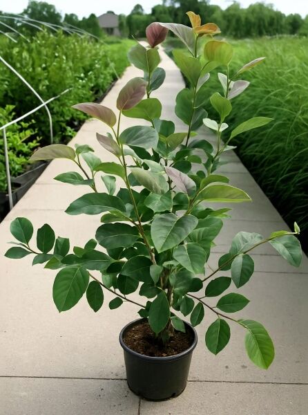 Magnolia 'Gold Star' / Magnolie 'Gold Star' 125-150 cm C20, junge Pflanze im schwarzen Topf mit grünem Laub und Neuaustrieb