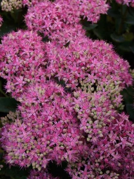 Großes Fettblatt 'Munstead Dark Red' / Sedum telephium 'Munstead Dark Red'