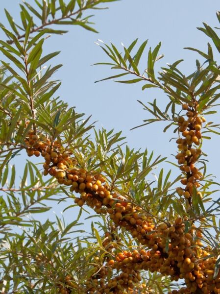 männlicher Sanddorn 'Pollmix' / Hippophae rhamnoides 'Pollmix'