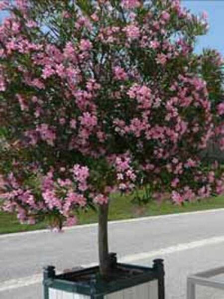 Nerium oleander / Oleander / Rosenlorbeer