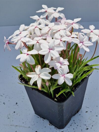 Rhodohypoxis baurii 'Alba' / Grasstern 'Alba' im Topf, weiße sternförmige Blüten und grasartige grüne Blätter, P9