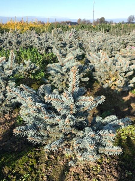 Picea pungens 'Bialobok' / Blaufichte 'Bialobok' 50-60 cm m. B., kompakter Nadelbaum mit silbrig-blauen Nadeln im Feldbestand