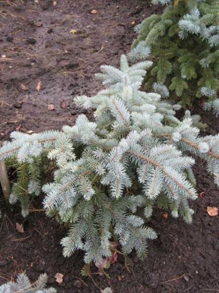 Picea pungens 'Glauca Prostrata' / Zwerg-Blau-Fichte 'Glauca Prostrata' 60-80 cm m. B., flach wachsend mit silbrigblauen Nadeln