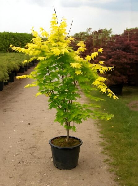Goldahorn Acer shirasawanum 'Jordan', 150-175 cm, C35, im Container mit gelbgrünem, gelapptem Laub und schlankem Stamm.