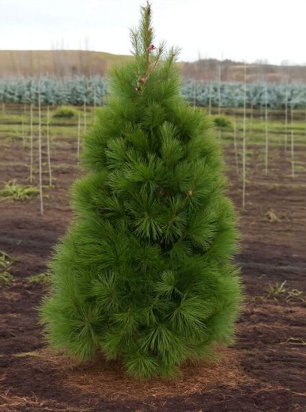 Pinus strobus 'Fastigiata' (Säulen-Weymouths-Kiefer) als junger, immergrüner Nadelbaum mit dichter, kegelförmiger Krone