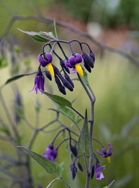 Solanum dulcamara (Bittersüßer Nachtschatten) mit violetten Blüten und gelben Staubbeuteln, an schlanken Trieben mit Blättern