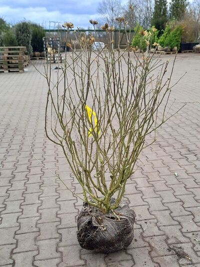 Garten-Eibisch 'Mathilda' / Strauch-Eibisch 'Mathilda' / Garten-Eibisch 'Mathilda' / Strauch-Eibisch 'Mathilda'