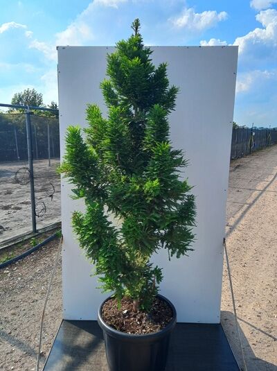 Sumpfzypresse Taxodium distichum 'Pevé Minaret' 175-200 cm im C50 Container, aufrecht wachsend mit dichtem, grünem Nadelkleid